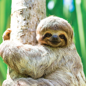 Young 3 Toed Sloth In Its Natural Habitat
