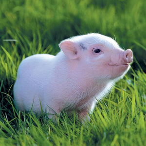 Miniature Piglet In Grass