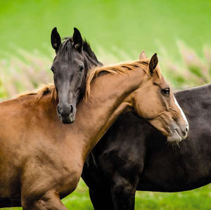 Two Horses Embracing