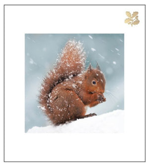 Squirrel in the Snow (Pack of 5)