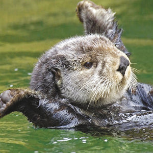 Floating Sea Otter